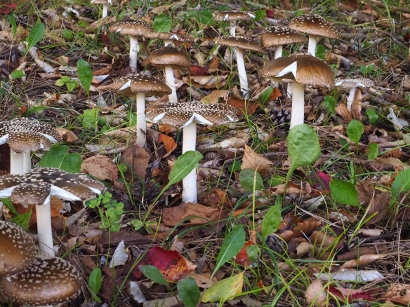 群生するきのこ