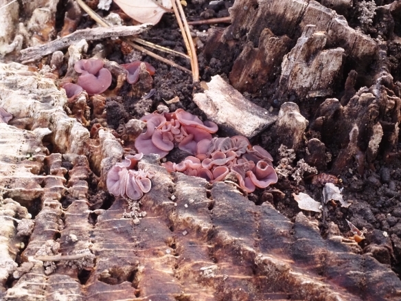 紫色のきくらげみたいなキノコ