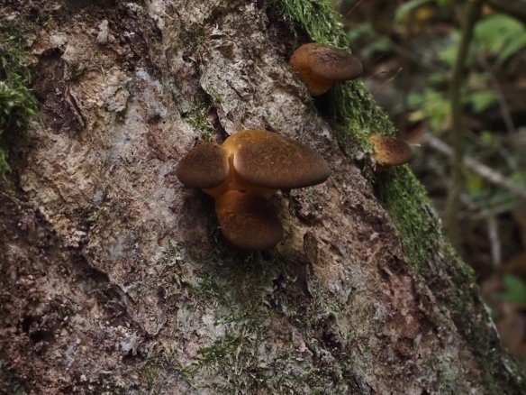 枯れ木から生えている茶色のきのこ