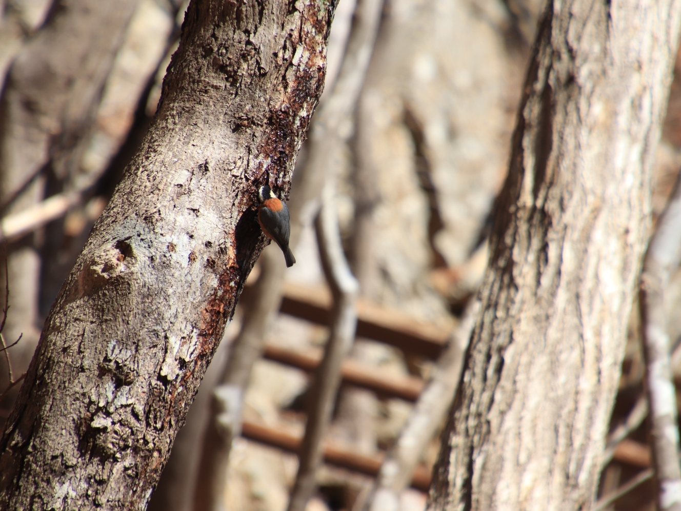 木の幹に止まっているヤマガラ