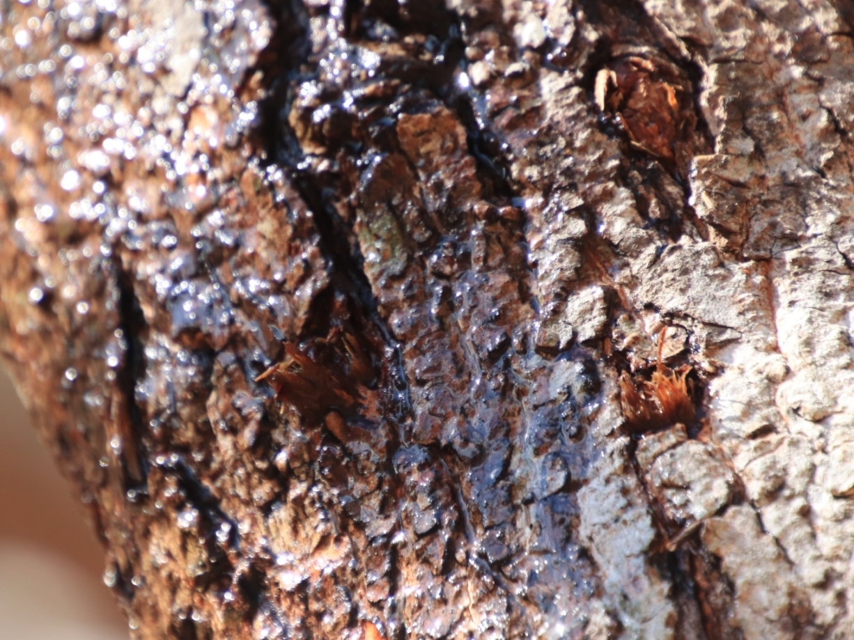 濡れている樹皮