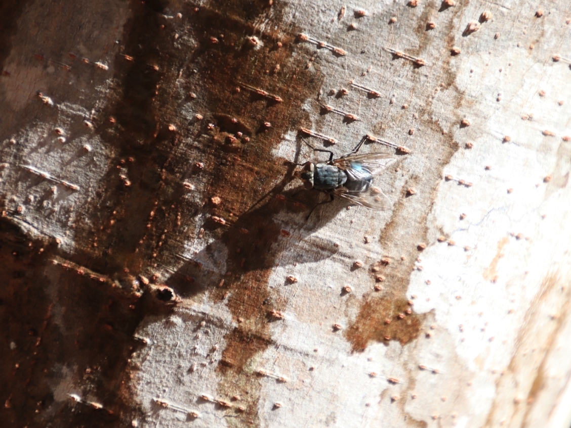 幹に止まり樹液をなめるハエ