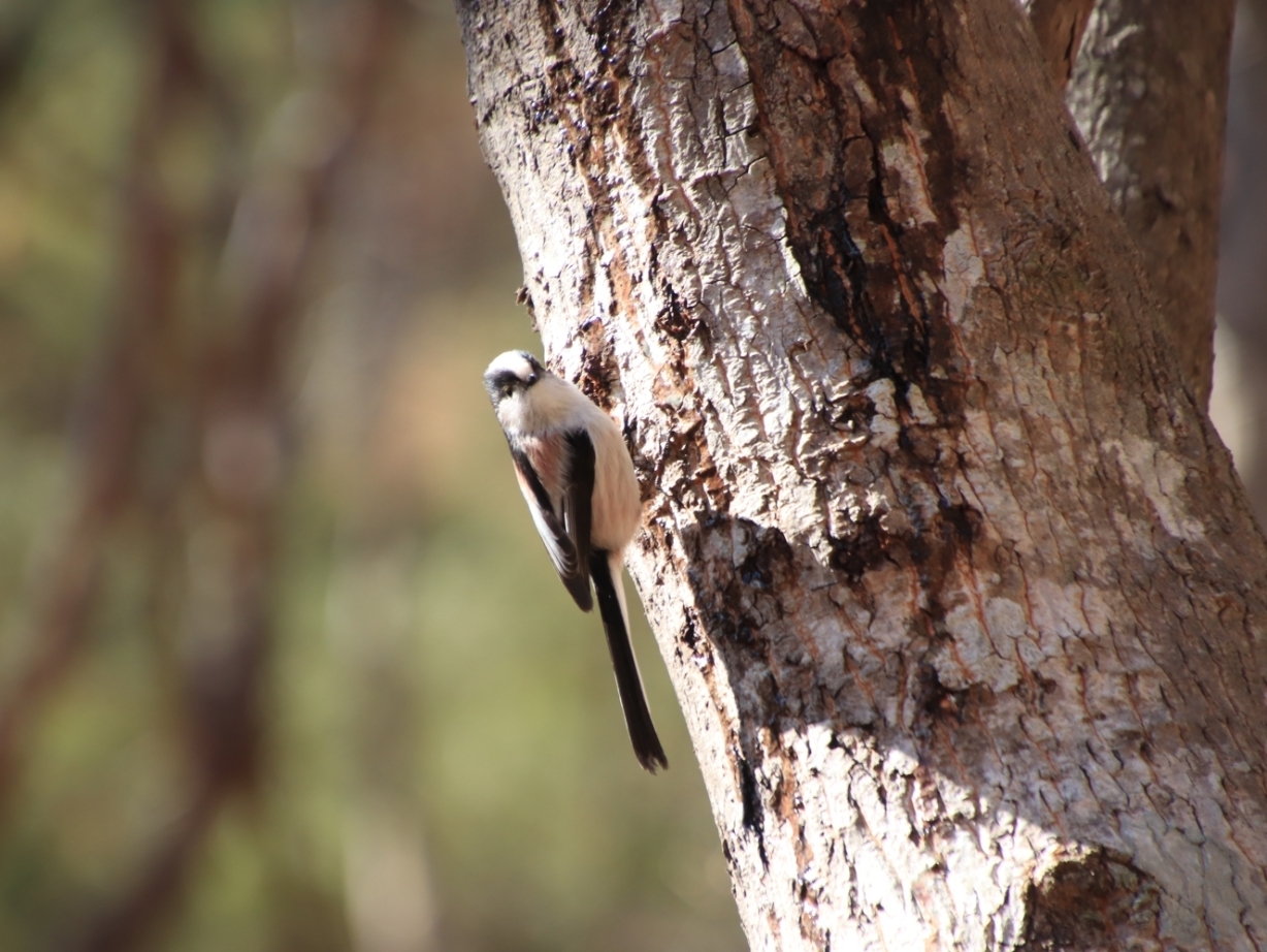 幹に止まりカメラ目線をくれるエナガ