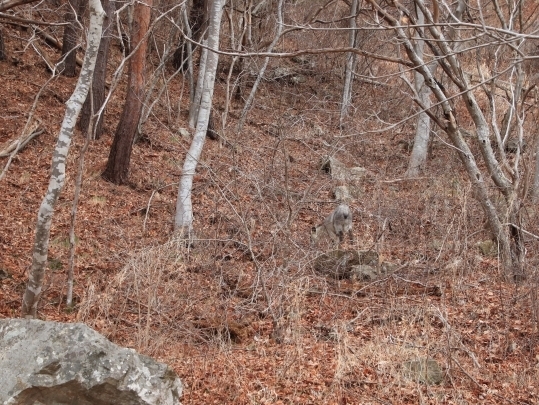 山の斜面を登っていくカモシカ