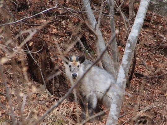 斜面の中腹で立ち止まるカモシカ
