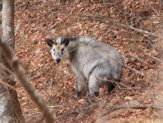 同じ目線で撮影した斜面で排泄するカモシカ
