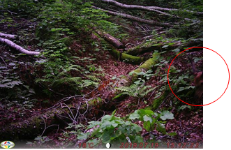 今回確認されたニホンジカ