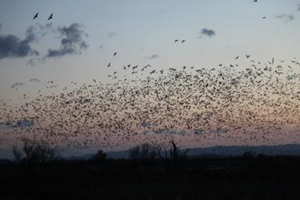 写真：蕪栗沼の飛び立ち
