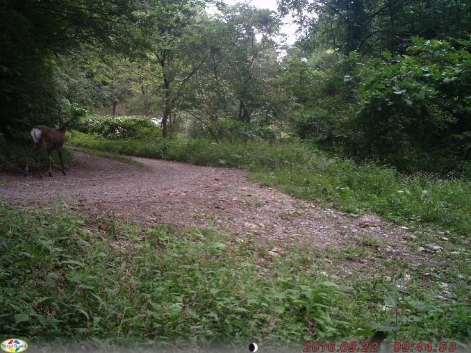 2016年9月22日八峰町において撮影されたニホンジカ