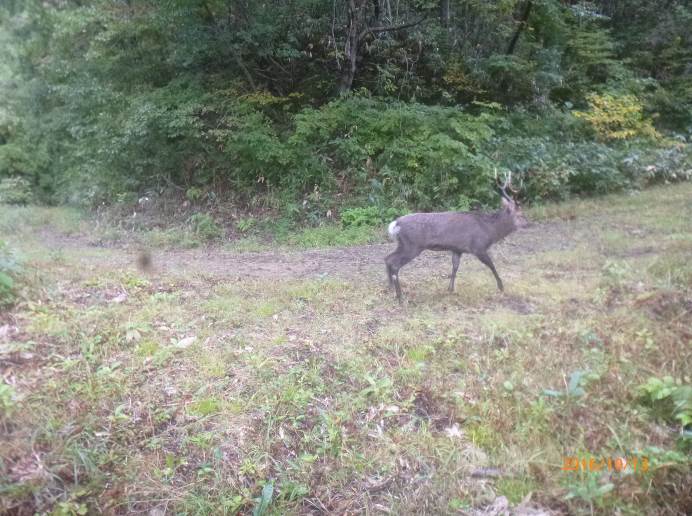 2016年10月13日藤里町において撮影されたニホンジカ.jpg