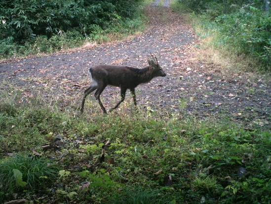 2016年10月14日藤里町において撮影されたニホンジカ.jpg