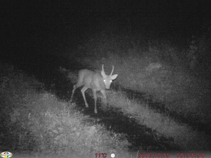 2016年10月15日藤里町において撮影されたニホンジカ.jpg