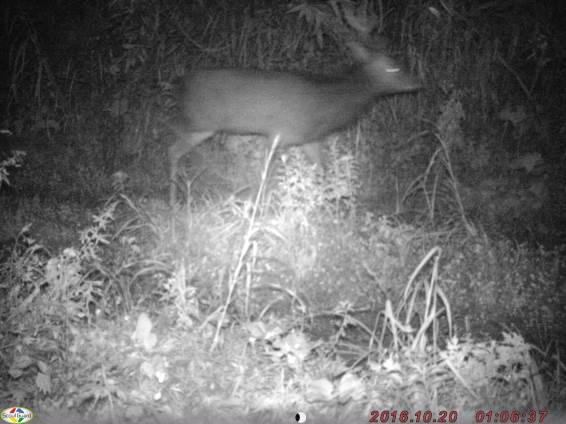 2016年10月20日深浦町において撮影されたニホンジカ.jpg