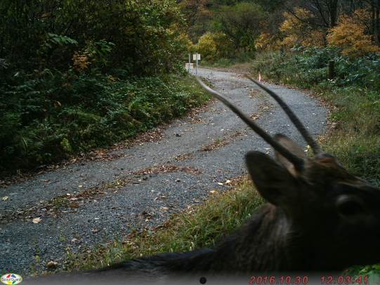 2016年10月6日八峰町において撮影されたニホンジカ.jpg