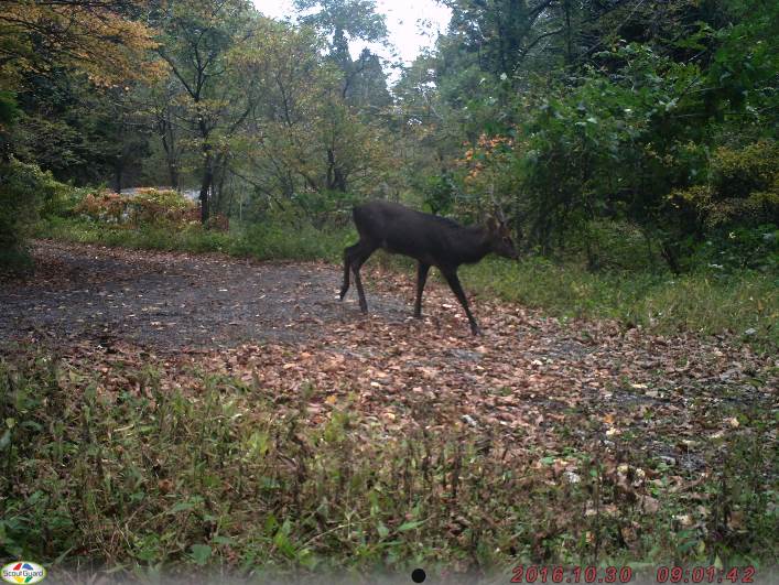2016年10月30日八峰町において撮影されたニホンジカ.jpg