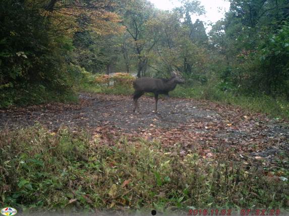 2016年11月2日八峰町において撮影されたニホンジカ.jpg