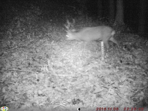 2016年11月6日深浦町において撮影されたニホンジカ.jpg