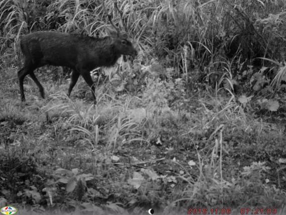 2016年11月6日深浦町において撮影されたニホンジカ.jpg