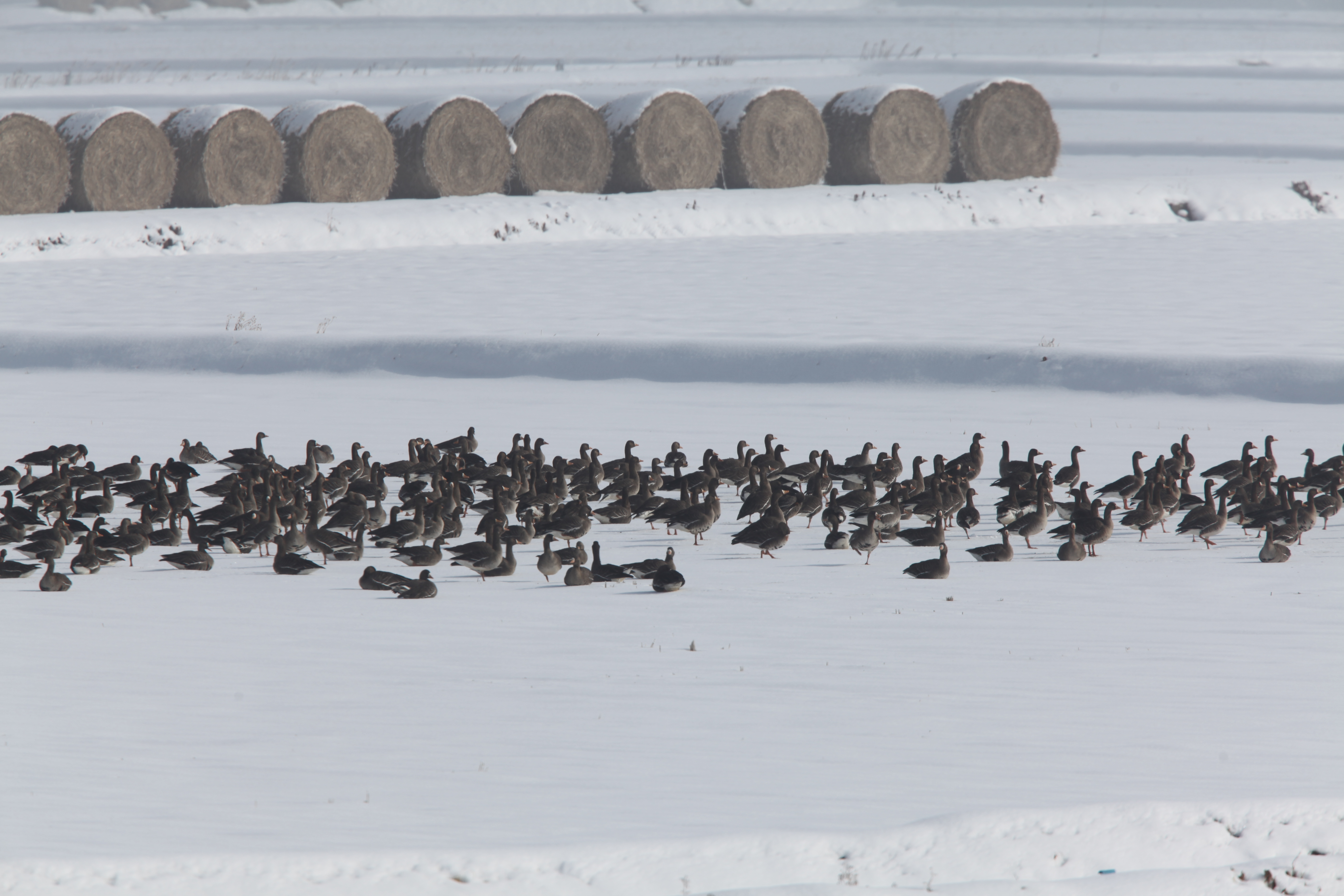 ２月下旬　朝の雪景色（白鳥地区から水田）