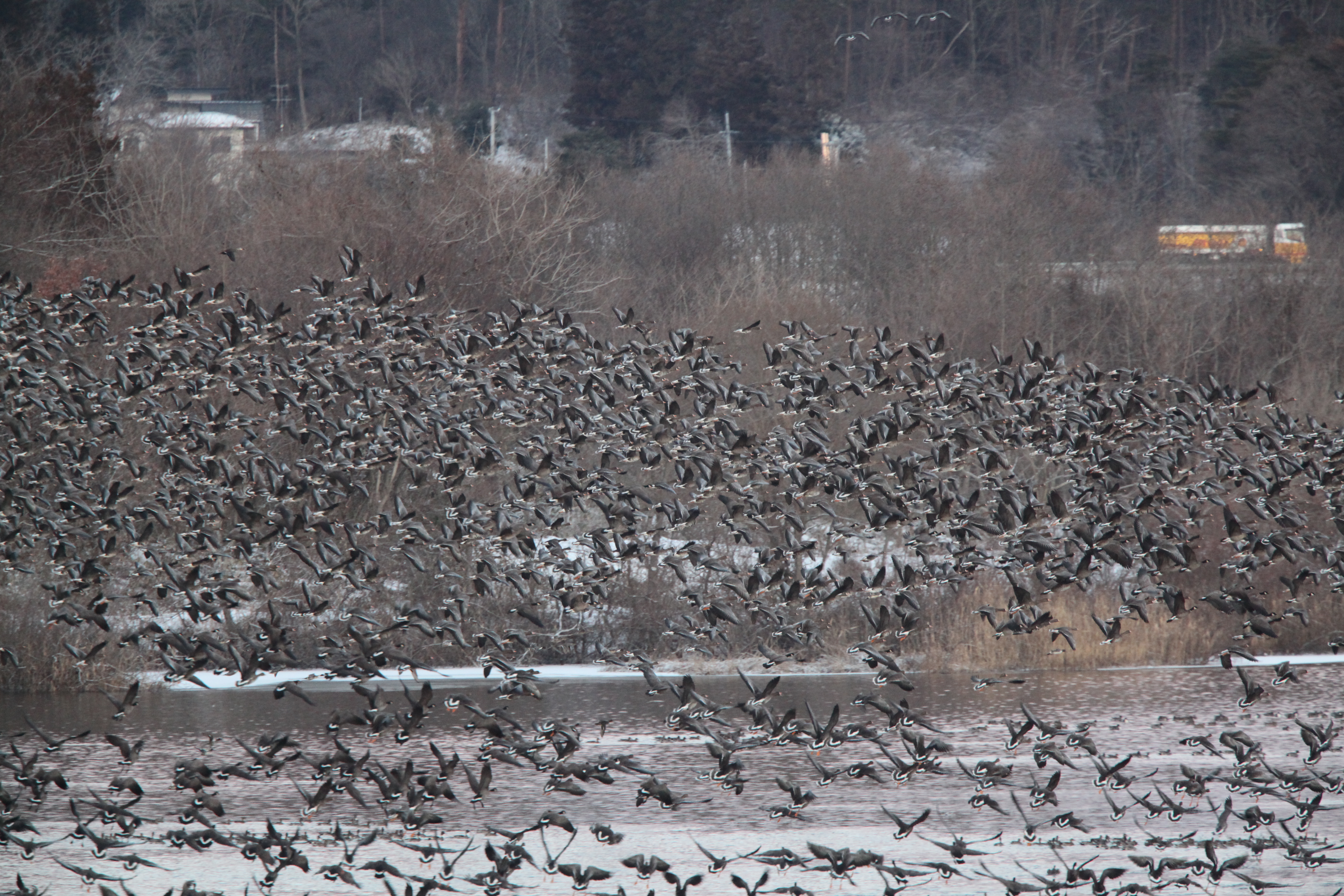 Geese taking off in the morning in early January at the Kejo-numa Dam