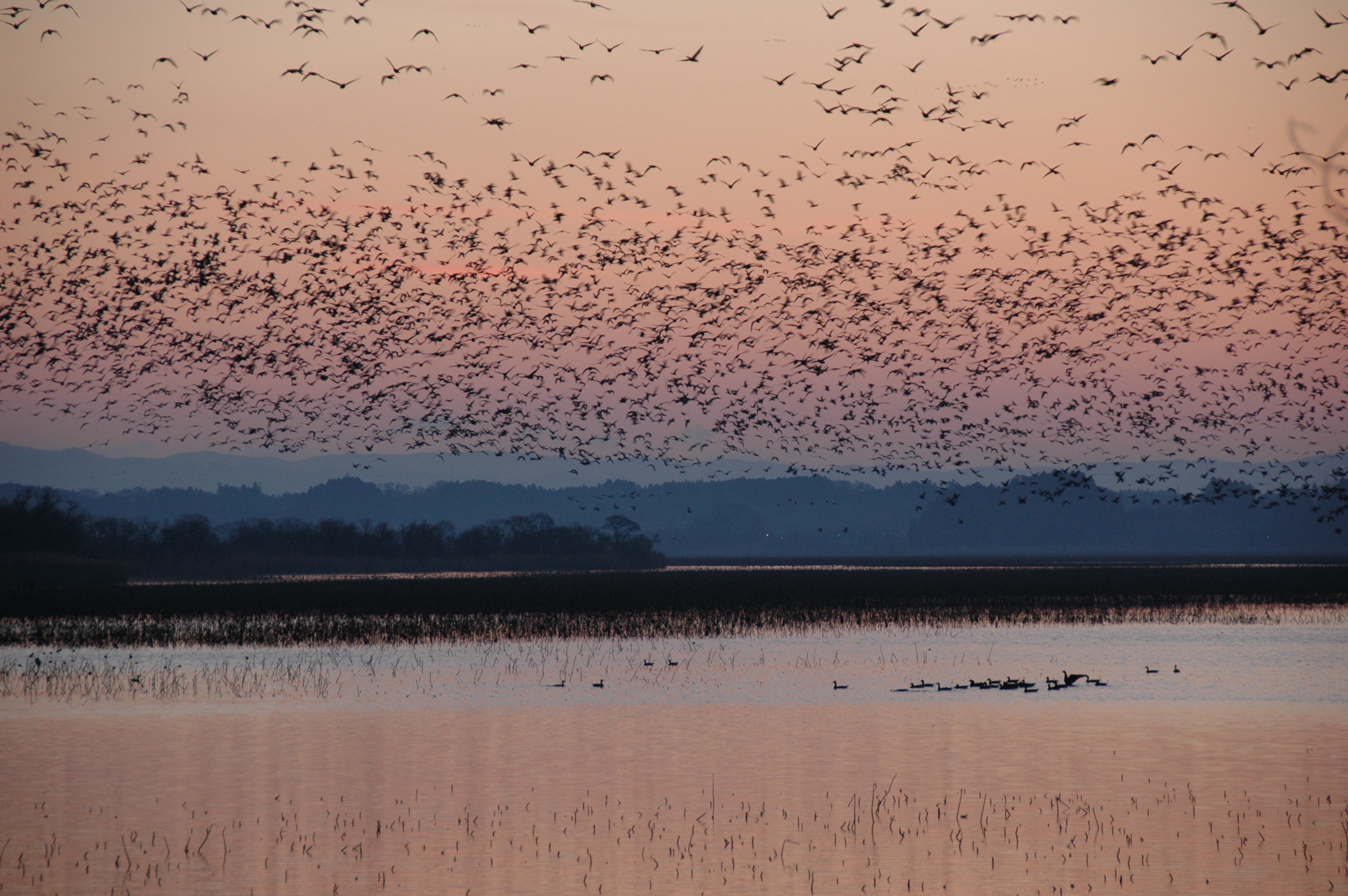 Geese morning flight in early December