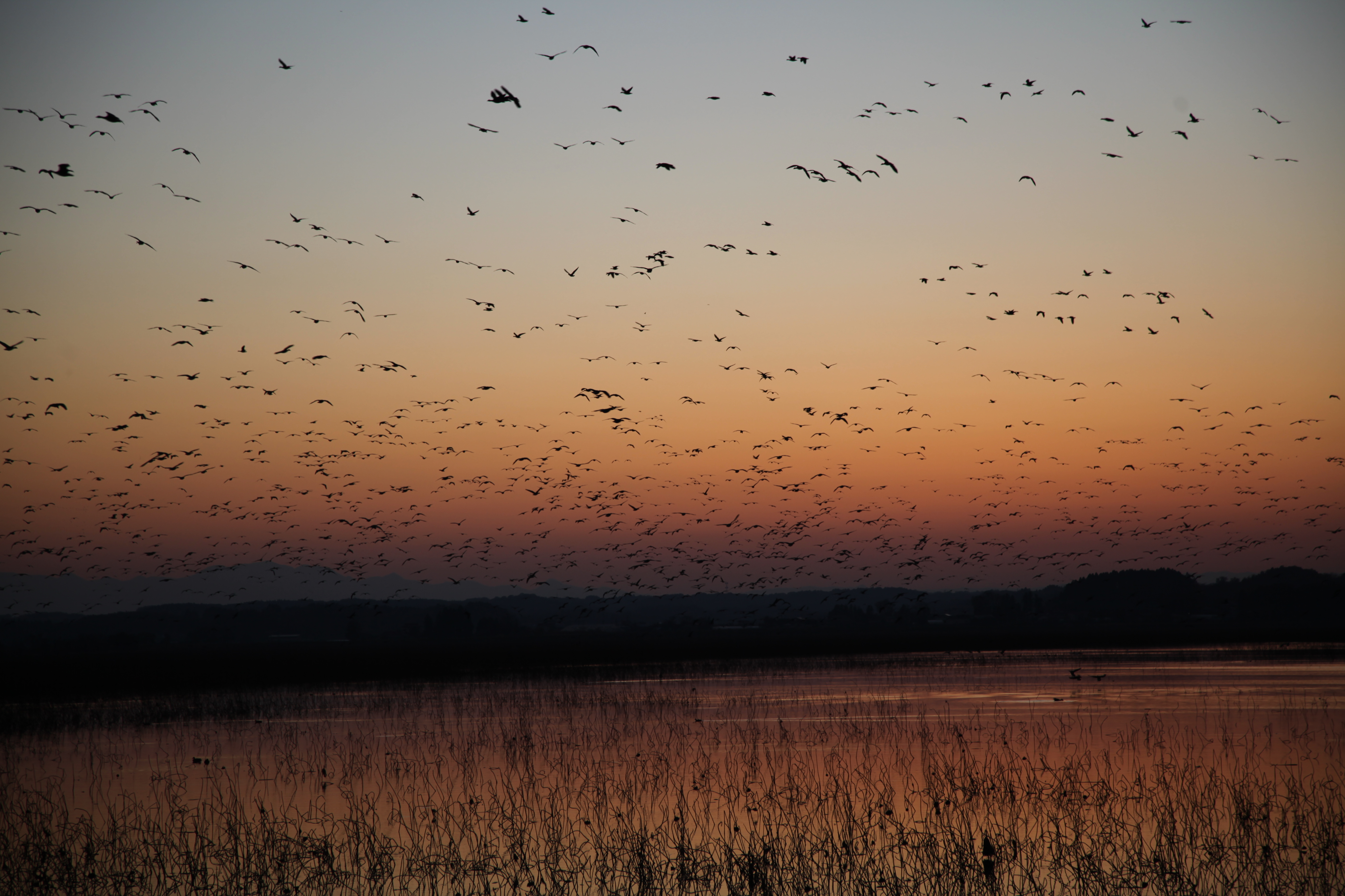 Geese evening return in early November