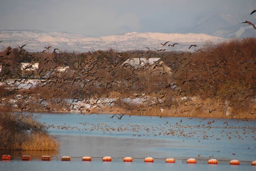 写真：化女沼の飛び立ち