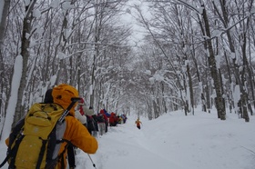 冬のブナの回廊