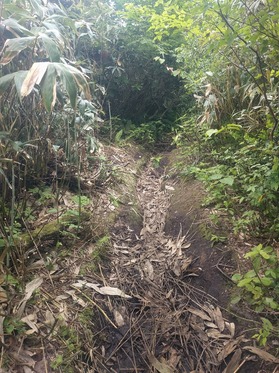 刈り払われた登山道