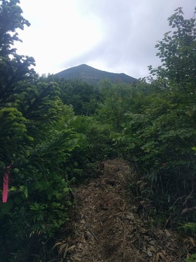 刈り払われた登山道2