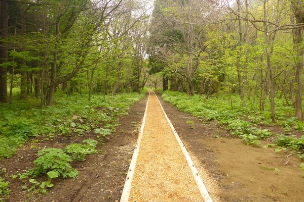 森の中へ続く歩道