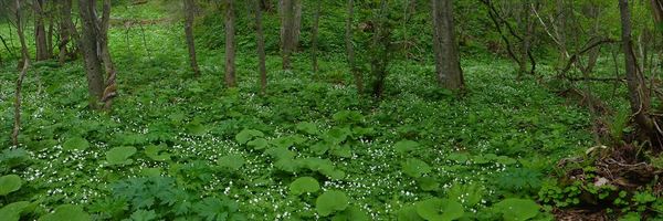 歩道脇を埋めるニリンソウ