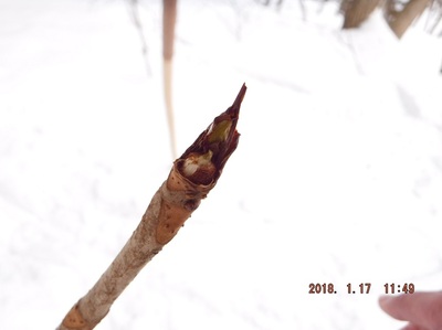 何者かによって齧り取られたトチノキの冬芽