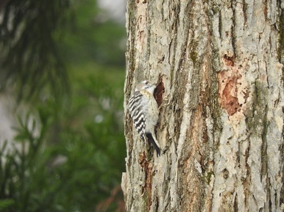幹を突くコゲラの様子