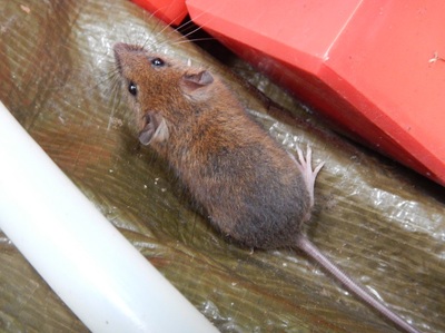 上から撮ったアカネズミ