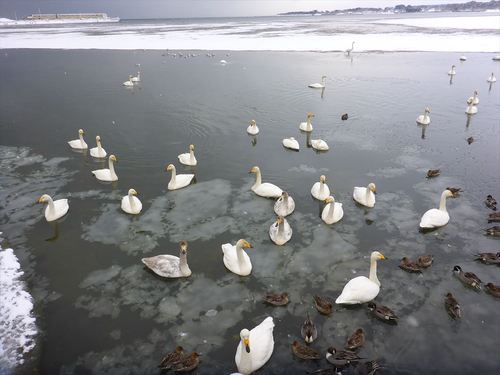 小湊鳥獣保護区
