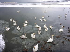 鳥獣保護区の水鳥