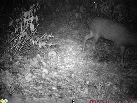 自動撮影装置で撮影された写真