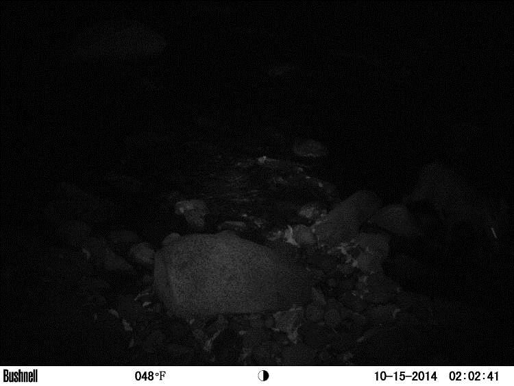 自動撮影装置で撮影された写真②