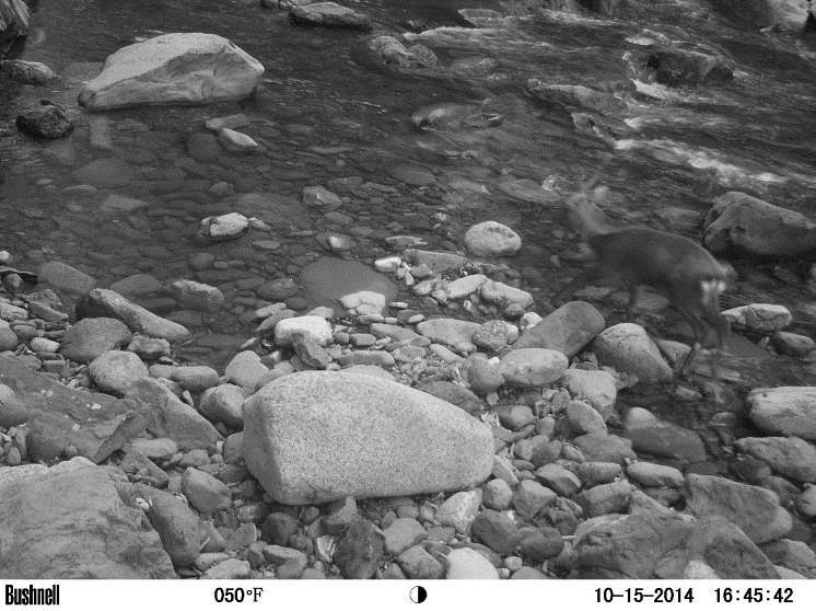 自動撮影装置で撮影された写真③