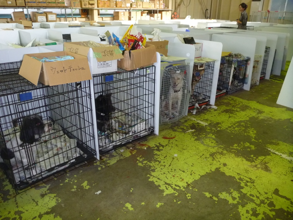 福島県飯野町第一シェルター（動物一時収容施設）