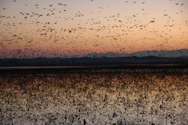 写真：伊豆沼のねぐら入り